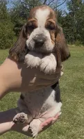 Truvy, a female Basset Hound for sale in Thomasville, GA – 1 of 3