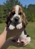 Joseph, a male Basset Hound for sale in Thomasville, GA – 3 of 3