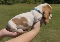 Miley, a female Basset Hound for sale in Thomasville, GA – 2 of 3