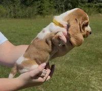 Dixie, a female Basset Hound for sale in Thomasville, GA – 2 of 3