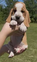 Nine, a male Basset Hound for sale in Thomasville, GA – 2 of 3