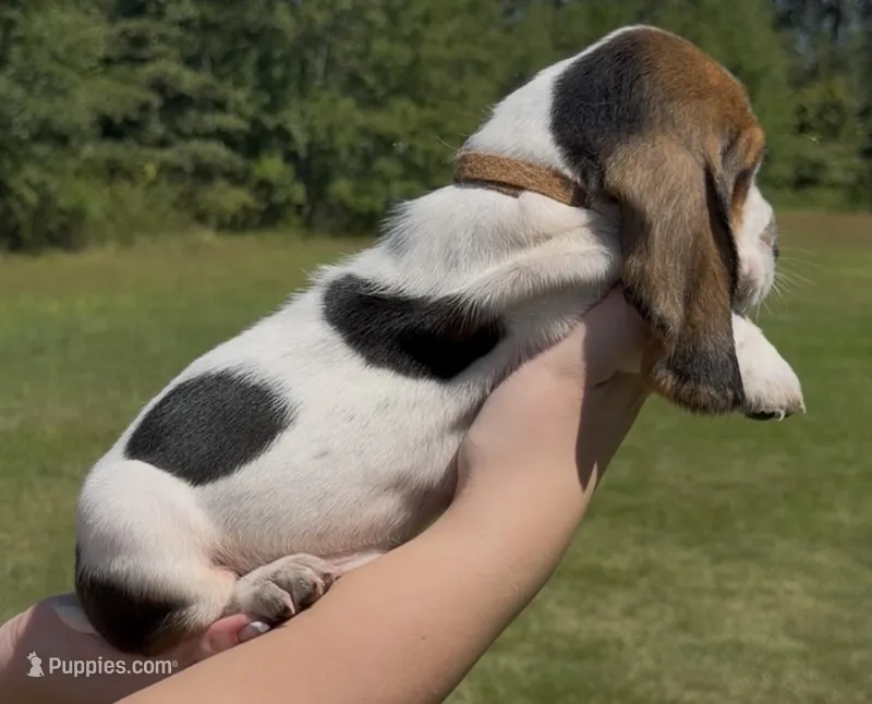 Joseph – Basset Hound puppy for sale in Thomasville, GA