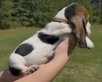 Joseph, a male Basset Hound for sale in Thomasville, GA – 1 of 3