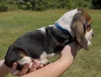 Kenny, a male Basset Hound for sale in Thomasville, GA – 3 of 3