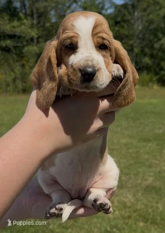 Dixie – Basset Hound puppy for sale in Thomasville, GA