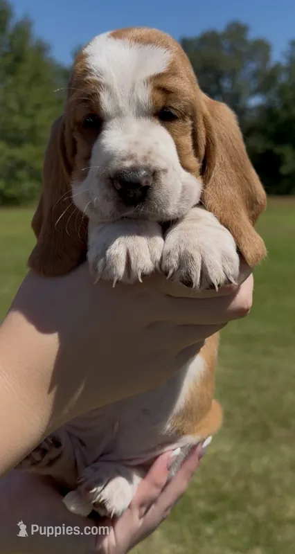 Jolene – Basset Hound puppy for sale in Thomasville, GA