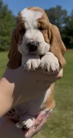 Jolene, a female Basset Hound for sale in Thomasville, GA – 1 of 3