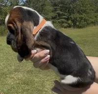 Truvy, a female Basset Hound for sale in Thomasville, GA – 2 of 3