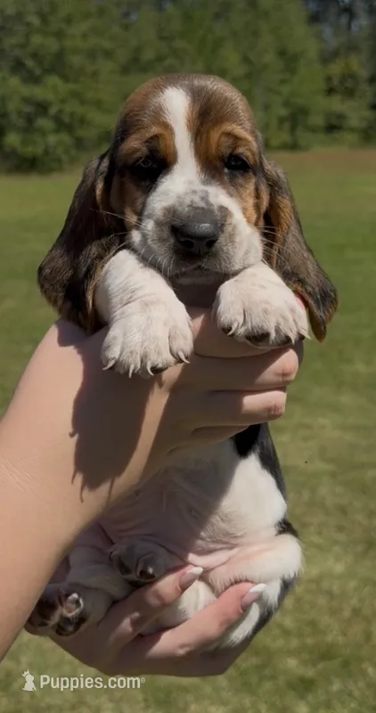 Whitney – Basset Hound puppy for sale in Thomasville, GA