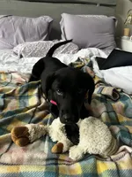Razzle, a female Labrador Retriever for sale in Corona, CA – 2 of 4