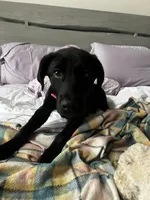 Razzle, a female Labrador Retriever for sale in Corona, CA – 3 of 4