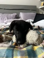 Razzle, a female Labrador Retriever for sale in Corona, CA – 4 of 4