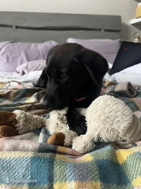 Razzle – Labrador Retriever puppy for sale in Corona, CA