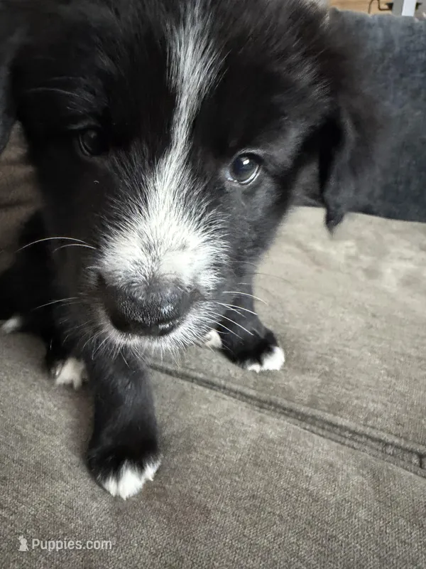 Zuko, a male Border Collie and Pomsky for sale in Las Vegas, NV – Photo 1 of 10
