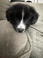 Zuko, a male Border Collie and Pomsky for sale in Las Vegas, NV – Photo 3 of 10