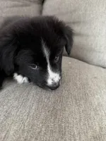 Zuko, a male Border Collie and Pomsky for sale in Las Vegas, NV – Photo 10 of 10