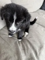 Zuko, a male Border Collie and Pomsky for sale in Las Vegas, NV – Photo 6 of 10