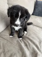 Zuko, a male Border Collie and Pomsky for sale in Las Vegas, NV – Photo 5 of 10