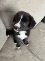 Zuko, a male Border Collie and Pomsky for sale in Las Vegas, NV – Photo 9 of 10