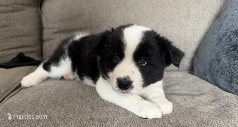 Moose – Border Collie, Pomsky puppy on hold in Las Vegas, NV