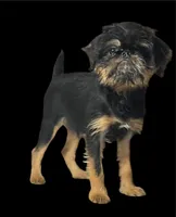 Argo, a male Brussels Griffon for sale in Princeton, KY – 4 of 6