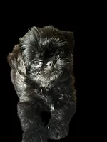 Harpo, a male Brussels Griffon for sale in Princeton, KY – 2 of 2