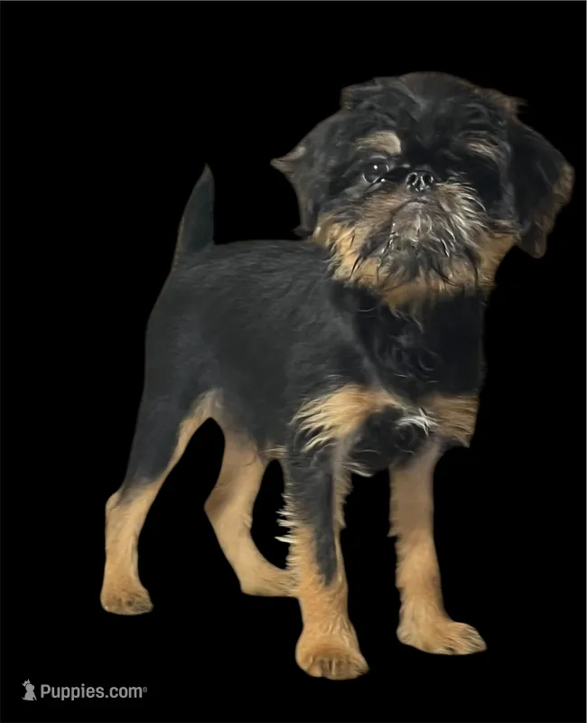 Argo – Brussels Griffon puppy for sale in Princeton, KY
