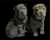 Rita in hold, a female Chinese Shar-Pei for sale in Princeton, KY – Photo 2 of 2
