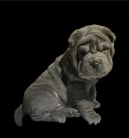 Rita in hold, a female Chinese Shar-Pei for sale in Princeton, KY – Photo 1 of 2