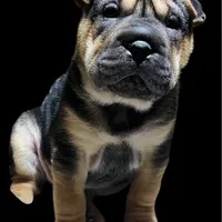 Chica, a female Chinese Shar-Pei for sale in Princeton, KY – Photo 1 of 4