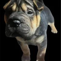 Chica, a female Chinese Shar-Pei for sale in Princeton, KY – Photo 4 of 4