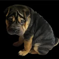 Chica, a female Chinese Shar-Pei for sale in Princeton, KY – Photo 2 of 4