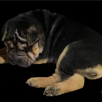 Chica, a female Chinese Shar-Pei for sale in Princeton, KY – Photo 3 of 4