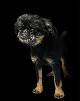 Allie, a female Brussels Griffon for sale in Princeton, KY – 3 of 5