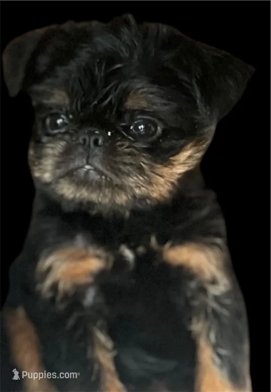  Billie – Brussels Griffon puppy for sale in Princeton, KY