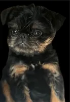 Billie, a male Brussels Griffon for sale in Princeton, KY – 1 of 1