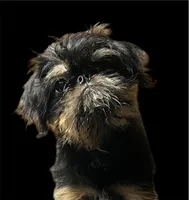 Argo, a male Brussels Griffon for sale in Princeton, KY – 6 of 6