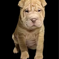 Chester, a male Chinese Shar-Pei for sale in Princeton, KY – Photo 1 of 3