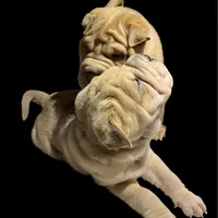 Chester, a male Chinese Shar-Pei for sale in Princeton, KY – Photo 3 of 3