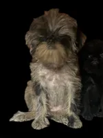 Tilly, a female Brussels Griffon for sale in Princeton, KY – Photo 3 of 4