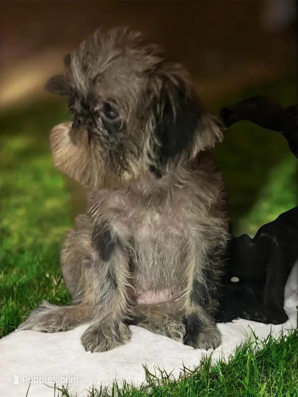 Tilly – Brussels Griffon puppy for sale in Princeton, KY