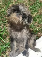 Tilly, a female Brussels Griffon for sale in Princeton, KY – Photo 4 of 4