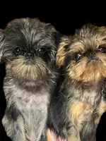 Tilly, a female Brussels Griffon for sale in Princeton, KY – Photo 2 of 4