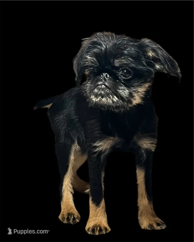 Allie – Brussels Griffon puppy for sale in Princeton, KY