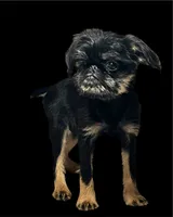 Allie, a female Brussels Griffon for sale in Princeton, KY – 1 of 5