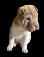 Una, a female Chinese Shar-Pei for sale in Princeton, KY – Photo 2 of 2