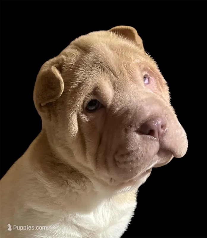 Una – Chinese Shar-Pei puppy for sale in Princeton, KY
