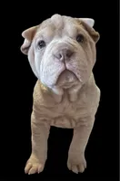 Addie, a female Chinese Shar-Pei for sale in Princeton, KY – 2 of 2