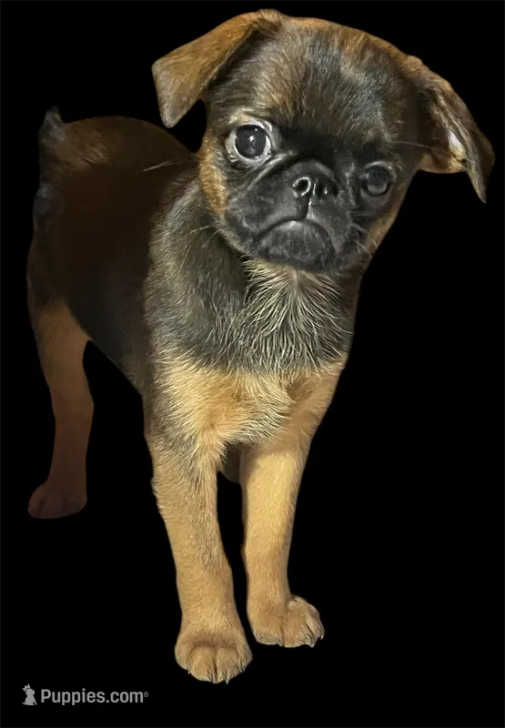 Shelly – Brussels Griffon puppy for sale in Princeton, KY