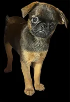 Shelly, a male Brussels Griffon for sale in Princeton, KY – Photo 1 of 3